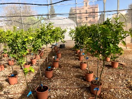 First experimental field